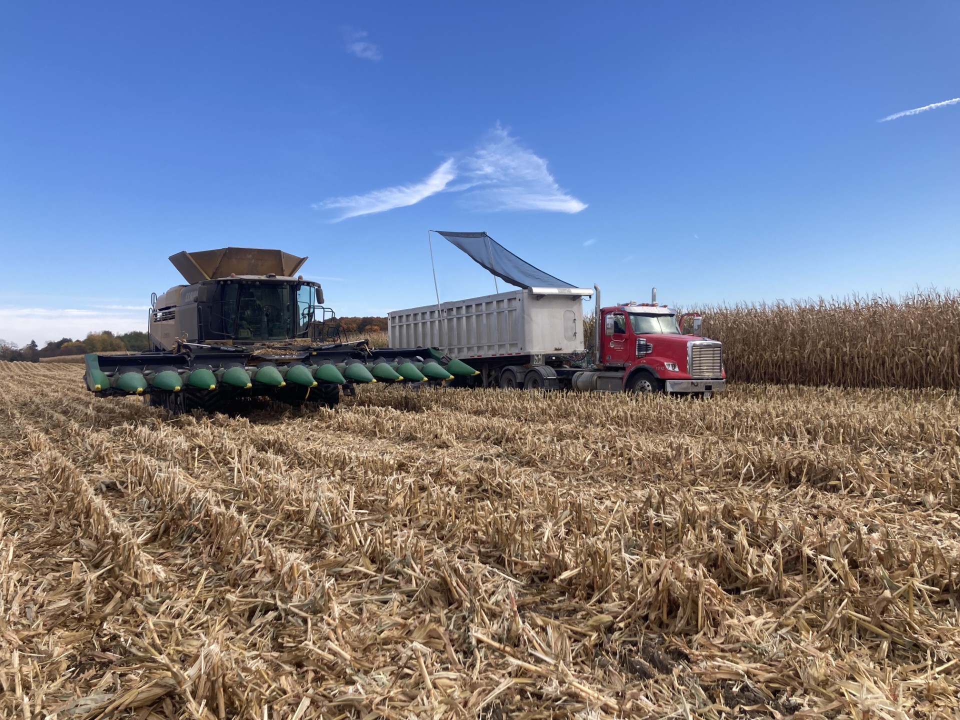 A combine harvesting corn.